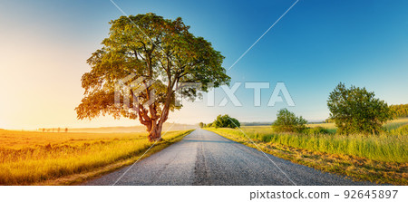 Alone old tree on the countryside near rural road 92645897