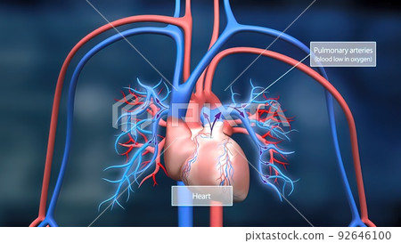 This features the heart and circulatory system and how they work. 92646100