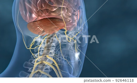 heartbeat and nervous system heartbeat and nervous system 92646118