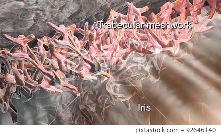 Trabecular meshwork is the area of tissue found around the base of the cornea, near the ciliary body Trabecular meshwork is the area of tissue found around the base of the cornea, near the ciliary body 92646140