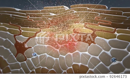 In the layer adjacent to the dermis, the keratinocytes are divided and thrown into the upper layers. In the layer adjacent to the dermis, the keratinocytes are divided and thrown into the upper layers. 92646173