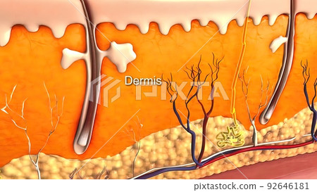 Anatomical structure of the skin Anatomical structure of the skin 92646181