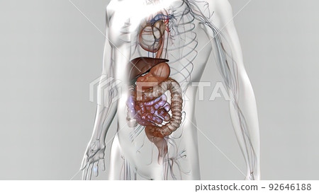 Digestion of nutrients in the stomach and energy to the body Digestion of nutrients in the stomach and energy to the body 92646188
