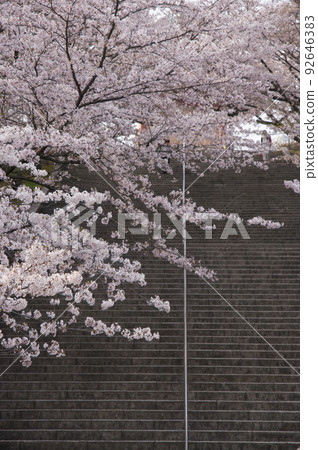 Stone steps of Peace Park and cherry blossoms in full bloom Nagoya City, Aichi Prefecture Stone steps of Peace Park and cherry blossoms in full bloom Nagoya City, Aichi Prefecture 92646383