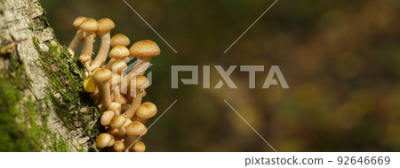 Edible mushrooms on a tree in a forest. Edible mushrooms on a tree in a forest. 92646669