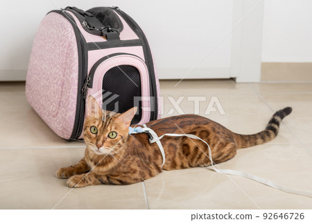Bengal cat on a leash next to a carrying bag Bengal cat on a leash next to a carrying bag 92646726