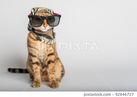 Cat in sunglasses and headscarf, fashionable girl. Cat in sunglasses and headscarf, fashionable girl. 92646727