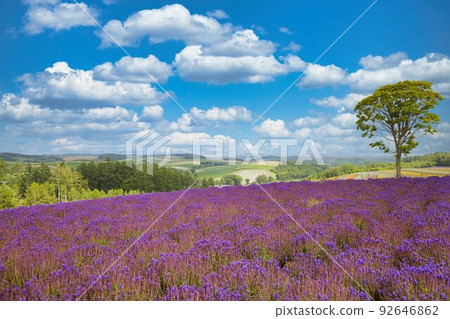 Lavender field in Furano, Hokkaido f road 92646862