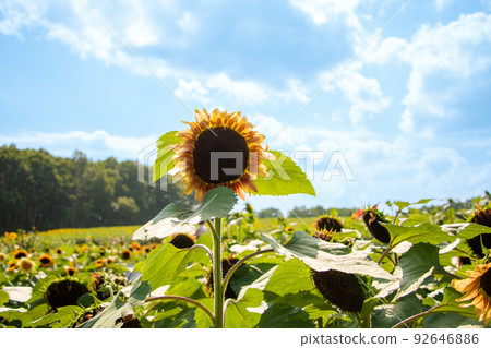 sunflower	 92646886