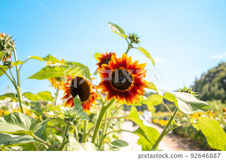 sunflower	 92646887