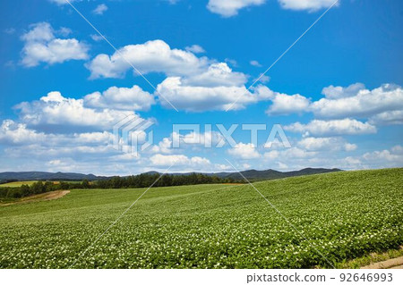 Magnificent scenery of Biei, Hokkaido Magnificent scenery of Biei, Hokkaido 92646993