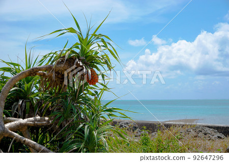 Irabu Irabu 92647296