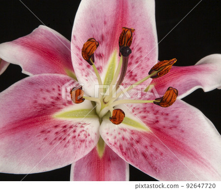 image of flower dark background image of flower dark background 92647720