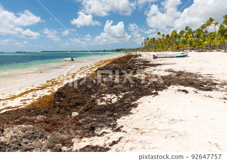 Beach full of sargassum algae. Sargassum seaweeds Caribbean ecological problem. 92647757