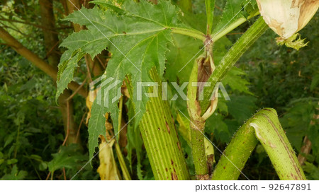 Giant hogweed Heracleum mantegazzianum leaf leaves flower blossom cartwheel-flower, western honey bee flying insects blooming saw achenes invasive Caucasus Eurasia cow parsley hogsbane expansive 92647891