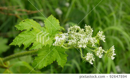 Giant hogweed Heracleum mantegazzianum bloom flower blossom cartwheel-flower, western honey bee flying insects blooming saw achenes invasive Caucasus Eurasia cow parsley hogsbane expansive 92647894