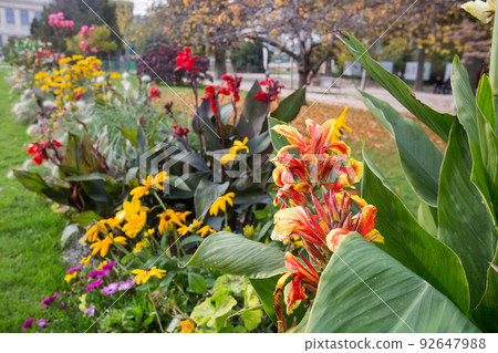 Orange and red canna indian and yellow rudbeckia flowers and other amazing flowering in autumn garden of plants in Paris! Orange and red canna indian and yellow rudbeckia flowers and other amazing flowering in autumn garden of plants in Paris! 92647988