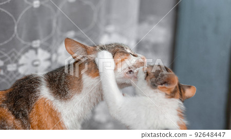 Mother cat is playing with her child. Licks kitten with tongue Mother cat is playing with her child. Licks kitten with tongue 92648447