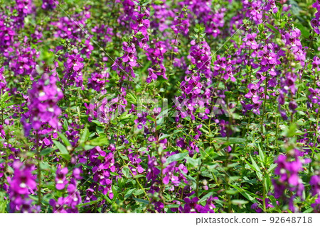purple angelonia 92648718