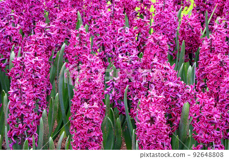Amazing lovely purple lilac hyacinths field. Lovely floral background of spring hyacinths in lilac purple color Amazing lovely purple lilac hyacinths field. Lovely floral background of spring hyacinths in lilac purple color 92648808