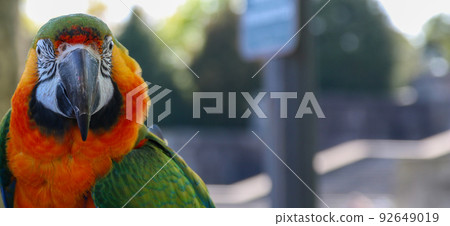 Face of a colorful macow parrot 92649019