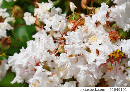White crape myrtle flowers and fruit White crape myrtle flowers and fruit 92649191