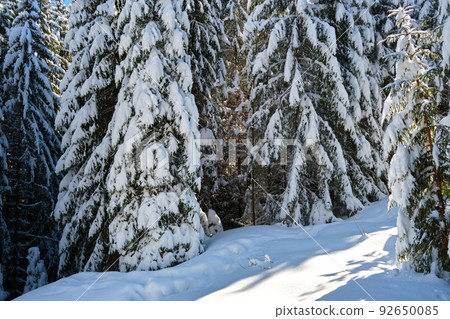 Pine trees covered with fresh fallen snow in winter mountain forest on cold bright day. 92650085