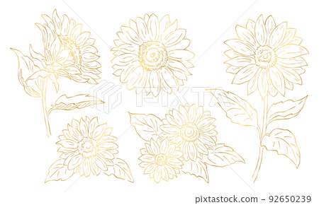 Sunflower illustration material set, gold line drawing, flower illustration element, vector data. 92650239