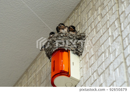 Swallow's nest 92650879