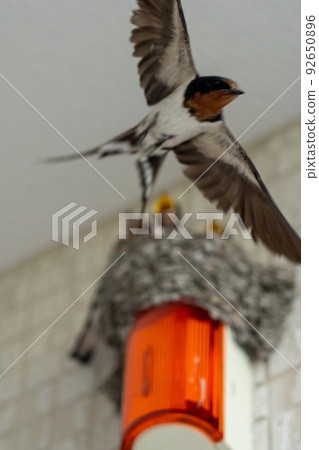 燕窩 燕窩 92650896