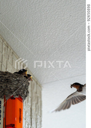 燕窩 燕窩 92650898