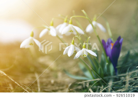 Close-up of lit by sun nice white snowflake spring flowers on high stems with tender green leaves blooming on mountain slope on blurred green and blue sky copy space background. Beauty of nature. 92651019