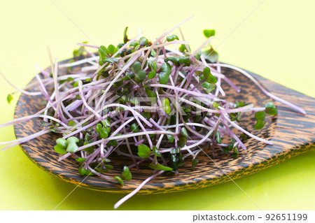 Organic red cabbage sprouts on green background. Organic red cabbage sprouts on green background. 92651199