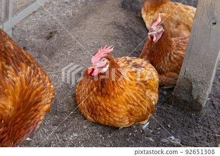 Hens in the chicken farm. Organic poultry house. 92651308