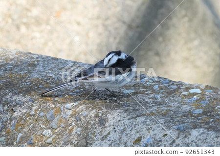 Wagtail grooming Wagtail grooming 92651343