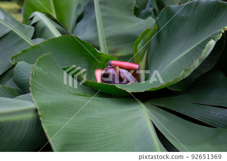 Red blossom of banana tree 92651369