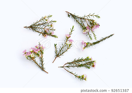 Pink white waxflower on white background. Pink white waxflower on white background. 92651387