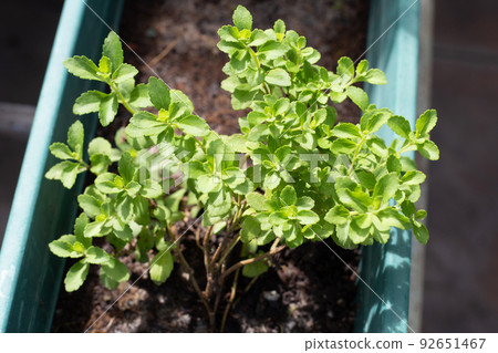 Fresh green leaves of stevia plant. Fresh green leaves of stevia plant. 92651467