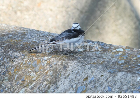 Wagtail staring at you Wagtail staring at you 92651488