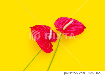 Flamingo flower or pigtail anthurium 92651653