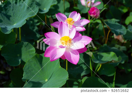 Beautiful blooming pink lotus flower with leaves, Waterlily pond 92651682