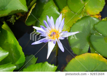 Beautiful blooming lotus flower with leaves, Waterlily pond Beautiful blooming lotus flower with leaves, Waterlily pond 92651684