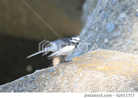 Wagtail grooming Wagtail grooming 92651757