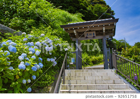 [鎌倉市]繡球花盛開的上樹院 92651758