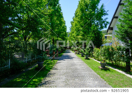 Rosa Berry Tawada 夏季長廊 92651905