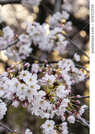 櫻花盛開，花朵特寫照片風景 10 92652056