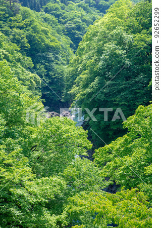Azuma Gorge Scenery from Azuma Gorge Bridge Fresh green season 92652299