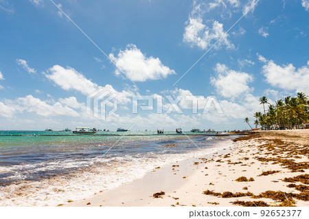 Beach full of sargassum algae. Sargassum seaweeds Caribbean ecological problem. 92652377