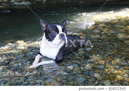 一隻可愛的波士頓梗犬 Mighty-kun,它進入常岐川鎮的常岐川,舒適地看著山間溪流。 一隻可愛的波士頓梗犬 Mighty-kun,它進入常岐川鎮的常岐川,舒適地看著山間溪流。 92652542
