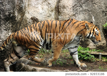 Good tiger dripping water Good tiger dripping water 92653186